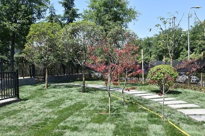 綠意濃蔭，古城新貌 城墻景觀綠化提升工程紀實
